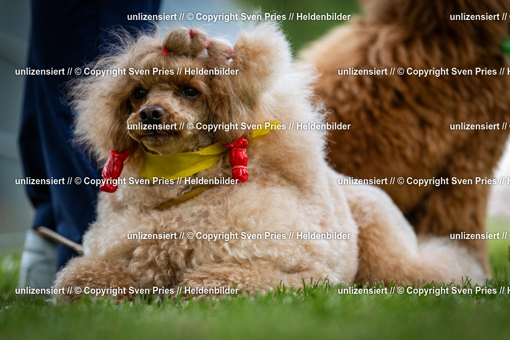 Sven Pries | 2025-05-29 - Pudelrennen KA-Durlach - Realisiert mit Pictrs.com