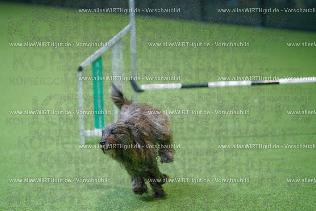 @allesWIRTHgut_Tierfotografie - www.allesWIRTHgut.de - 2604251004-7R509563 | Professionelle Tierfotografie in Mönchengladbach von Daniel Wirth (allesWIRTHgut). Liebevolle & natürliche Bilder von Hunden & Katzen für unvergessliche Erinnerungen.