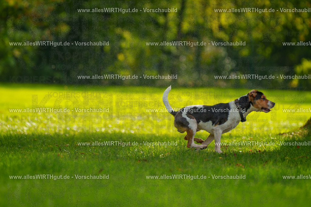 Hundeschwimmen_Grefrath_2026-allesWIRTHgut_Tierfotografie-13_31-7R508439 | Professionelle Tierfotografie in Mönchengladbach von Daniel Wirth (allesWIRTHgut). Liebevolle & natürliche Bilder von Hunden & Katzen für unvergessliche Erinnerungen.