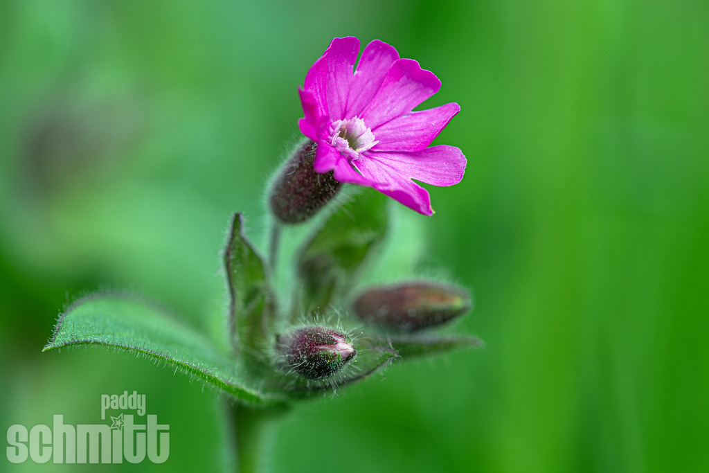 PS-Natur-2026-33 | Entdecke die größte Bildgalerie der Region mit Fotografien aus dem Allgäu, der Bodenseeregion, Oberschwaben, dem Donautal und der Schwäbischen Alb. Landschaften, Luftaufnahmen und Reisefotografie als Wandbild und Fotokunst. - Realisiert mit Pictrs.com