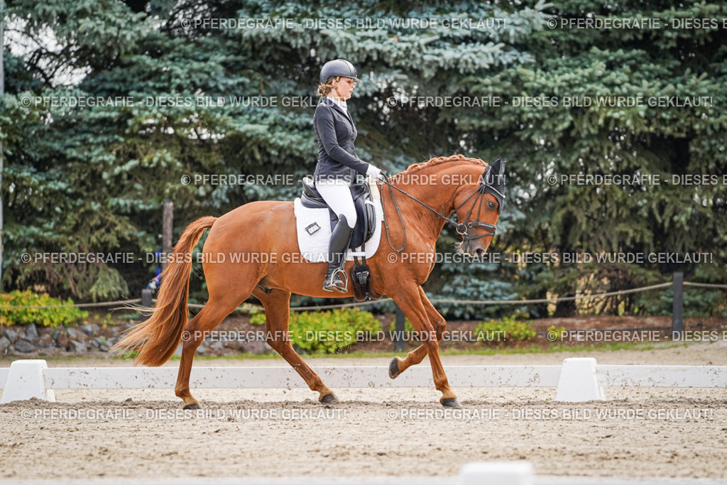 DSC01396 | Pferdegrafie