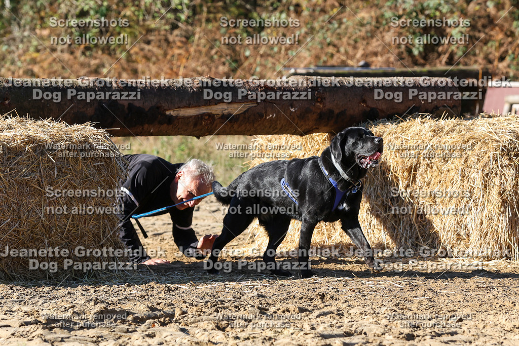 Dog Paparazzi - Strongdog 10-25-2419 | Dog Paparazzi Jeanette Grottendiek Fotografie & Videografie - Realisiert mit Pictrs.com