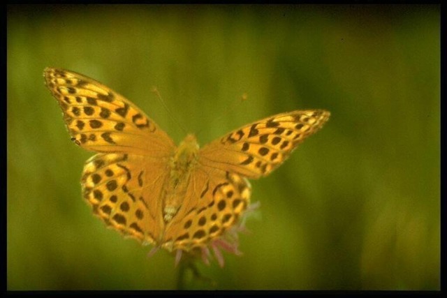 Kaisermantel | Verkauf von Fotos und  Videoclips zumThema Natur.Motive sind Pflanzen, Tiere, Landschaftenund Wetter - Realisiert mit Pictrs.com
