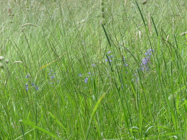 Wiese mit Wiesen-Glockenblume | Verkauf von Fotos und  Videoclips zumThema Natur.Motive sind Pflanzen, Tiere, Landschaftenund Wetter - Realisiert mit Pictrs.com