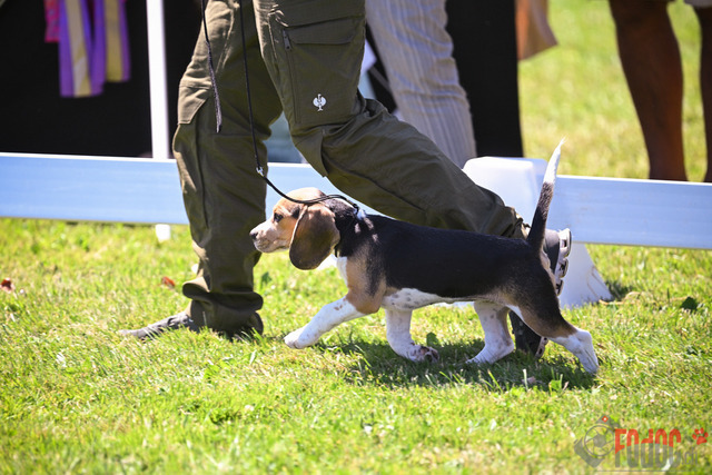 CACIB Aarau | CACIB Aarau, Swiss Dog Show  29062025 Foto: Leo Wyden