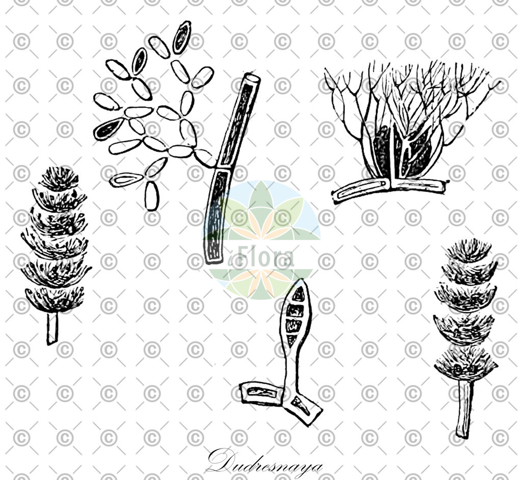 HistAbb_48MY_5_ENZY_Simple | Historische Abbildung von Dudresnaya - Dumontiaceae (0) | Historical Illustration of Dudresnaya - Dumontiaceae (0)