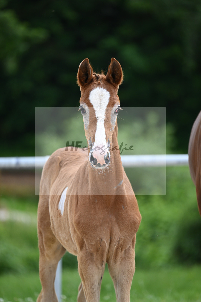 Chacoon Blue x Balous Bellini_HF_Foth_20240500 | hf-fotografie - Realisiert mit Pictrs.com