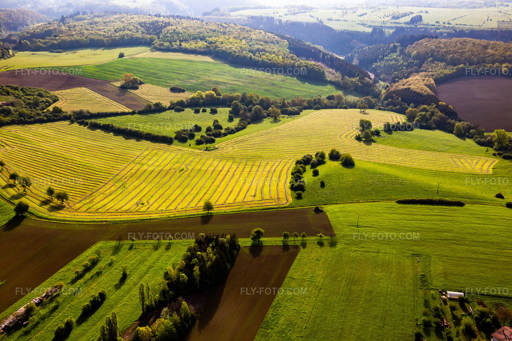 Aerial view: Freshly mown meadows with rows of hay in Petit-Réderching in the state Moselle, France. – Photo: IMG_140663.jpg taken on 05/01/2024 by Werner Riehm/FLY-FOTO.com – Resolution of the original: 5472 x 3648 px