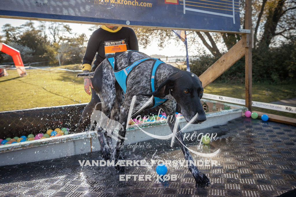 1055_ZZ90864 | kk-dogfotos