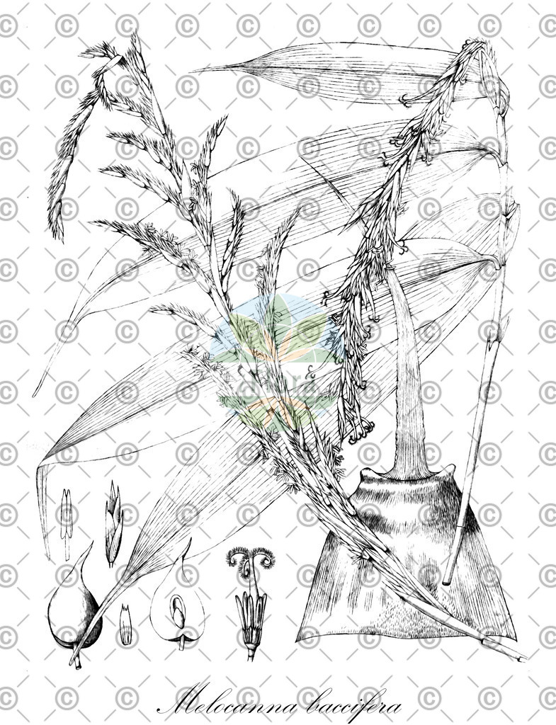 HistAbb_wfo-0000451968_1_ENZY_Simple | Historische Abbildung von Melocanna baccifera - Poaceae | Historical Illustration of Melocanna baccifera - Poaceae