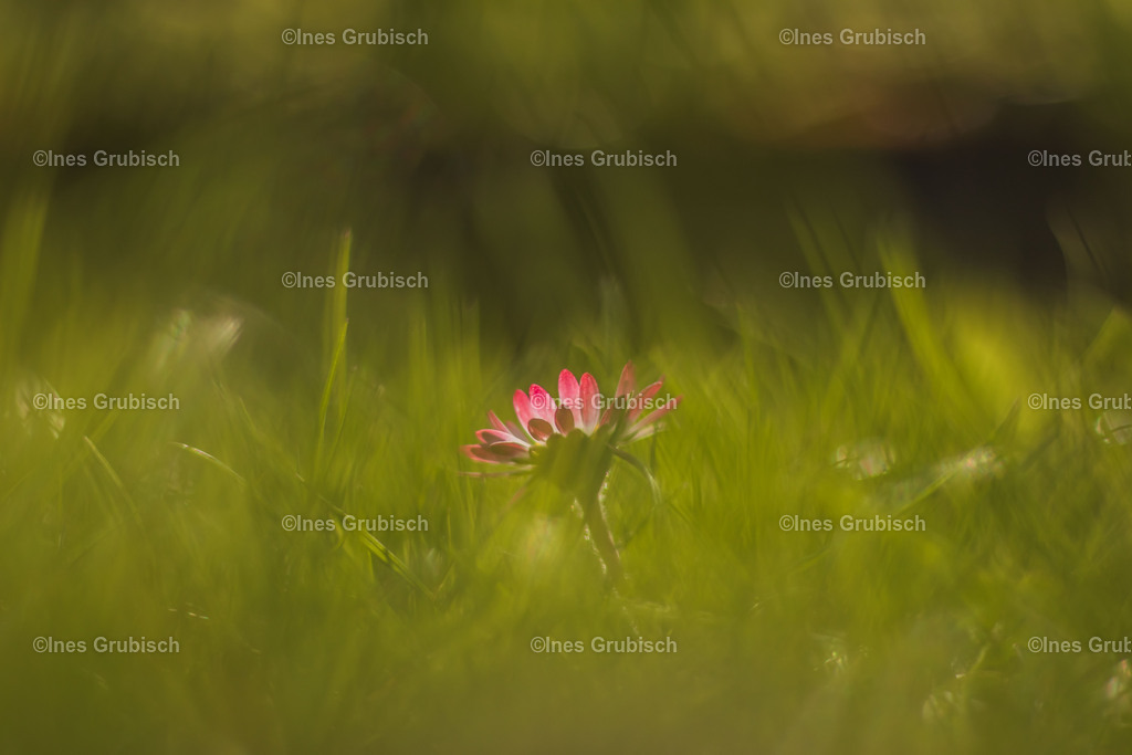Gänseblümchen auf der Wiese | Lila Lubbenbomm - Artwork by Ines Grubisch - Realisiert mit Pictrs.com