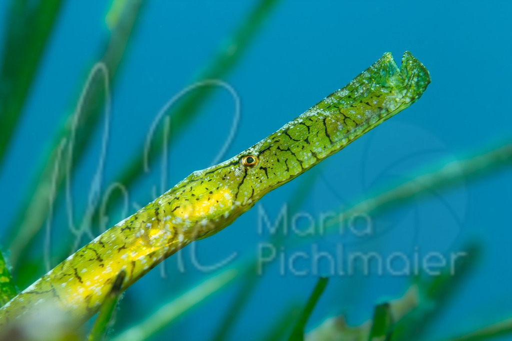 Syngnathus typhle rondeleti | Grasnadel - Realisiert mit Pictrs.com