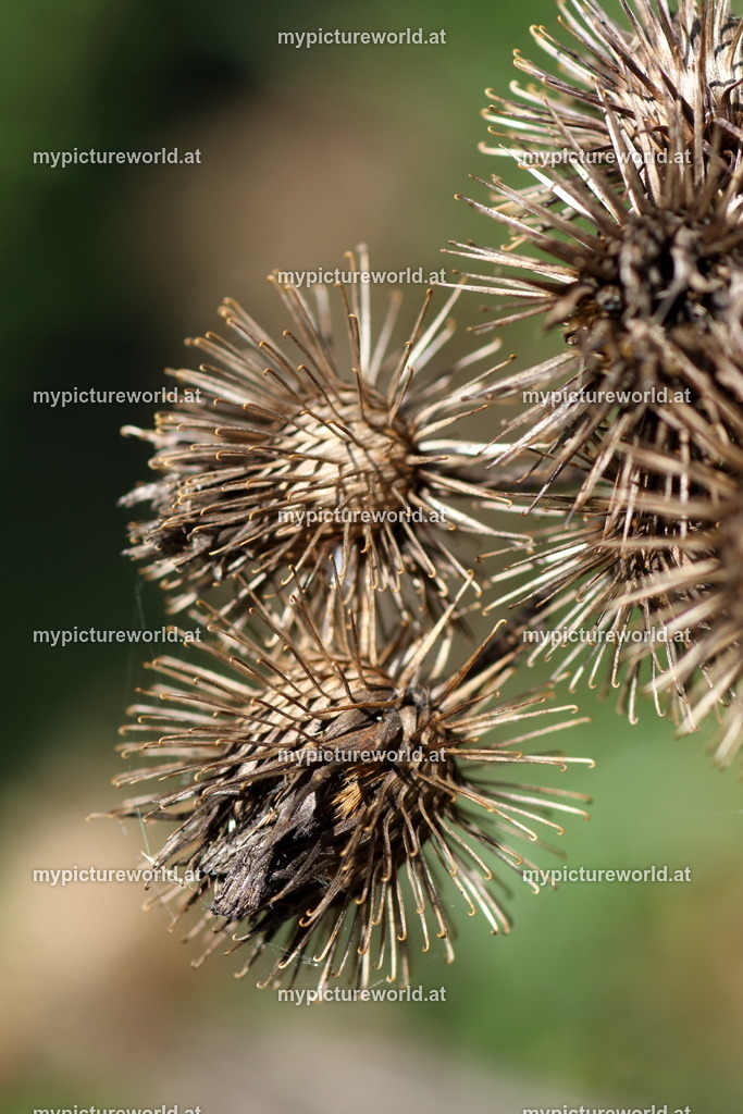 Große Klette-003 | Das Bilderarchiv über Tiere, Planzen und Landschaften. In der Bilddatenbank finden Sie ein große Auswahl an hochwertigen Bilder für Ihre Werbung - Realized with Pictrs.com