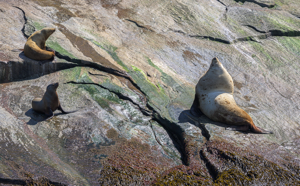 Alaska | Kenai Fjords National Park Cruise. - Realisiert mit Pictrs.com