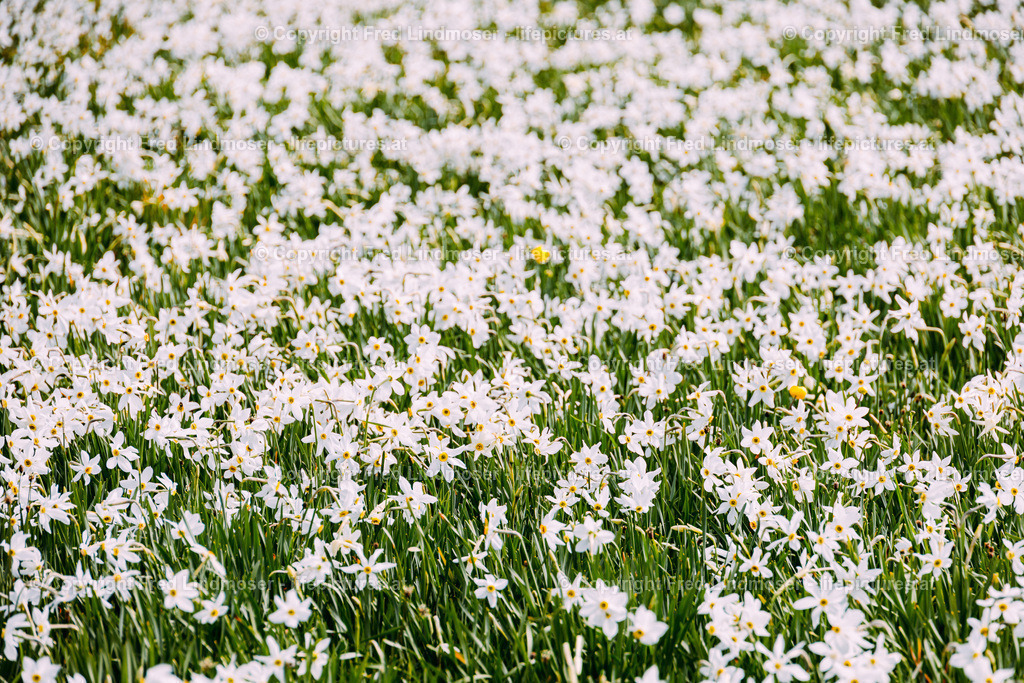 Narzissenbluete Mariazellerland 2022-7842 | Fotos und Fotoprodukte - Realisiert mit Pictrs.com