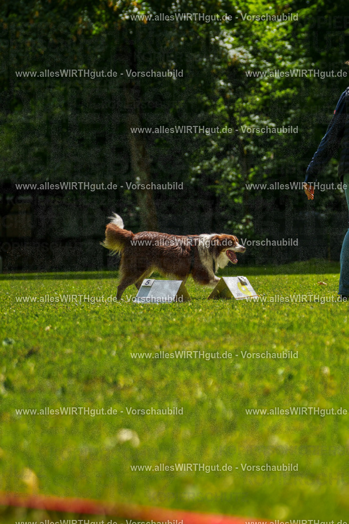 @allesWIRTHgut_Tierfotografie - www.allesWIRTHgut.de - 7R505420 | Professionelle Tierfotografie in Mönchengladbach von Daniel Wirth (allesWIRTHgut). Liebevolle & natürliche Bilder von Hunden & Katzen für unvergessliche Erinnerungen.