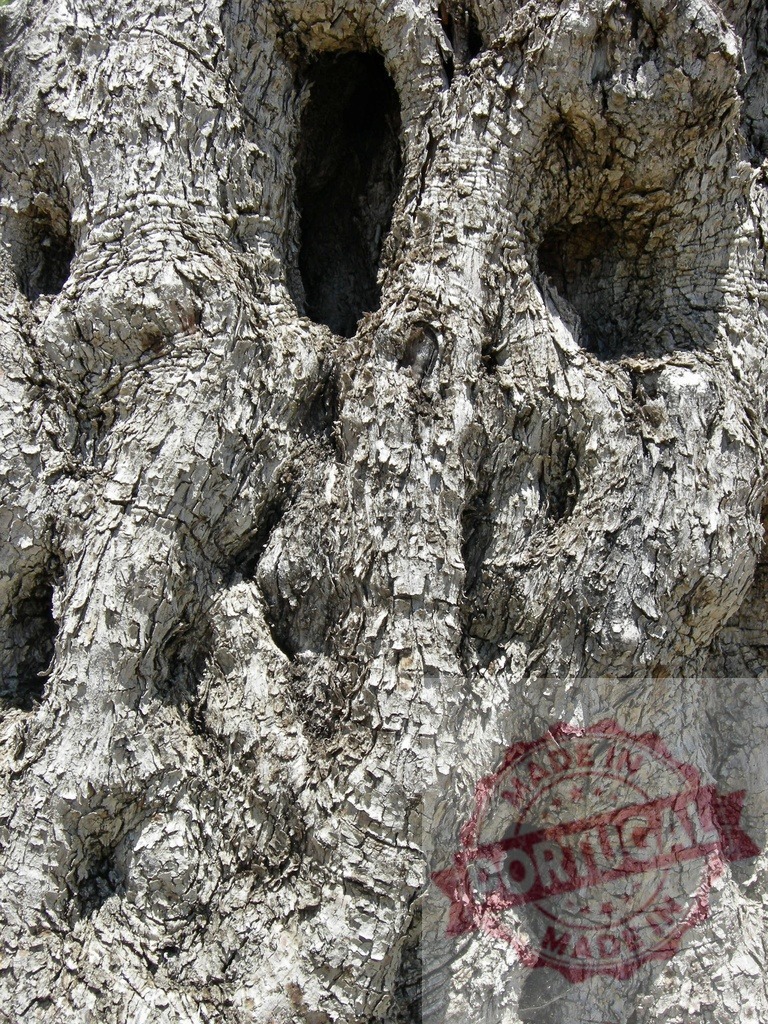 Gnarled tree bark texture with hollow holes | Gnarly, fissured tree bark showing a textured surface and deep hollows - Realisiert mit Pictrs.com