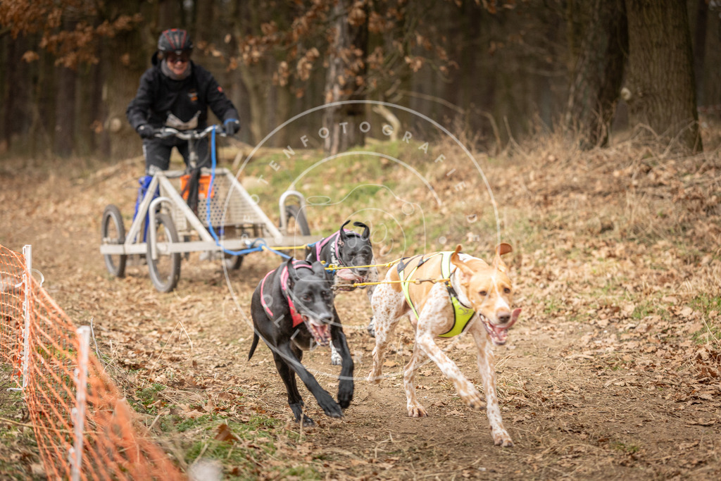Pfotenfotografie_DV3A4835 | Hundefotografie, Tierfotograf, Pfotenfotografie, Fotoshooting Hund, Hunde Portrait, Hundesport, Hundeportraits, Heideshooting, Hunde, Sportfotograf, Hundefotograf, Turnierhundsport, THS,  - Realisiert mit Pictrs.com