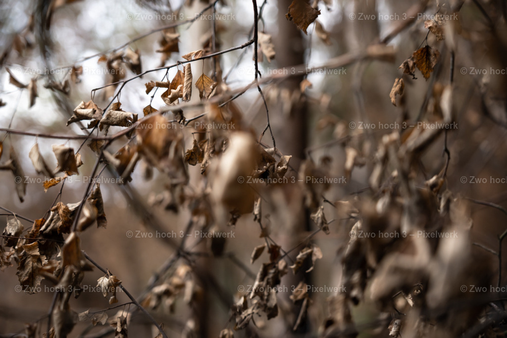 Obere_Affensteinpromenade_Nahe_Rollenturm_Zweig_Laubblatt | 2022-09-02_Waldbrandgebiete_2 - Realisiert mit Pictrs.com
