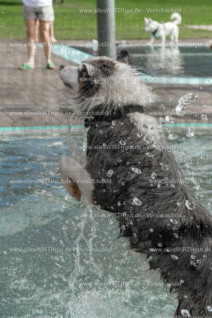 Hundeschwimmen_Volksbad_2026-allesWIRTHgut_Tierfotografie-2609061511-FAY07140 | Professionelle Tierfotografie in Mönchengladbach von Daniel Wirth (allesWIRTHgut). Liebevolle & natürliche Bilder von Hunden & Katzen für unvergessliche Erinnerungen.