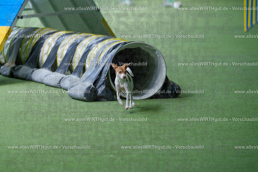 @allesWIRTHgut_Tierfotografie - www.allesWIRTHgut.de - 2604251254-7R503027 | Professionelle Tierfotografie in Mönchengladbach von Daniel Wirth (allesWIRTHgut). Liebevolle & natürliche Bilder von Hunden & Katzen für unvergessliche Erinnerungen.