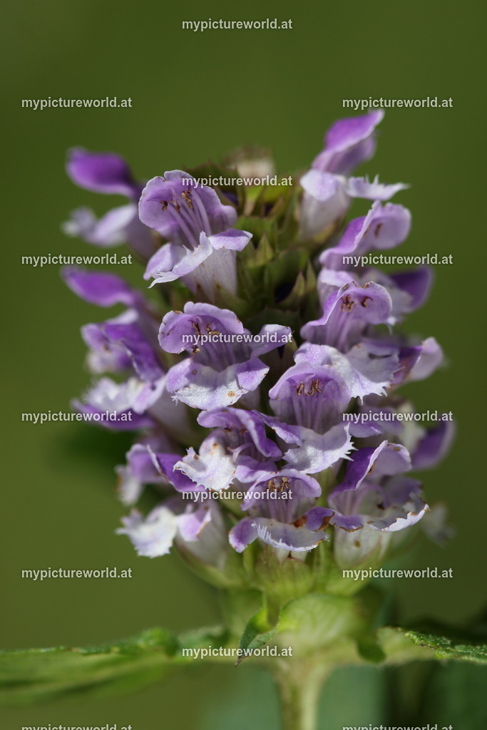 Kleine Braunelle-007 | Das Bilderarchiv über Tiere, Planzen und Landschaften. In der Bilddatenbank finden Sie ein große Auswahl an hochwertigen Bilder für Ihre Werbung - Realisiert mit Pictrs.com