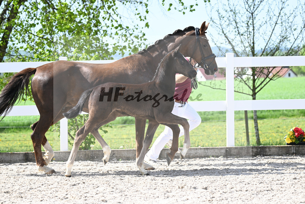 Kat-Nr. 39 HF Sebastino PS x Fuerstano_Heilemann_23260240 | hf-fotografie - Realisiert mit Pictrs.com