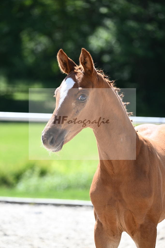 Kat-Nr. 9 HF Feliciano_Mueller_16230289 | hf-fotografie - Realisiert mit Pictrs.com