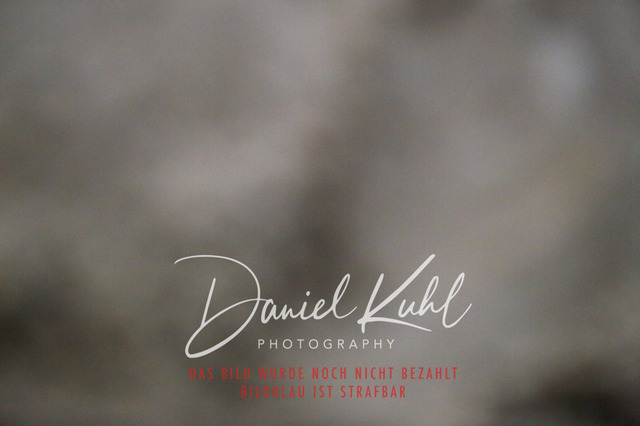 IMG_0245 | Turniersportfotografie; Pferdefotografie; Dressurfotografie