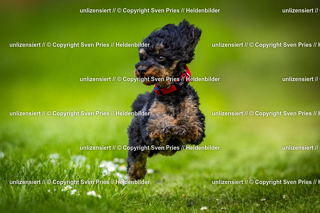 Sven Pries | 2025-04-13 - Hunderennen Baden-Baden - Realisiert mit Pictrs.com