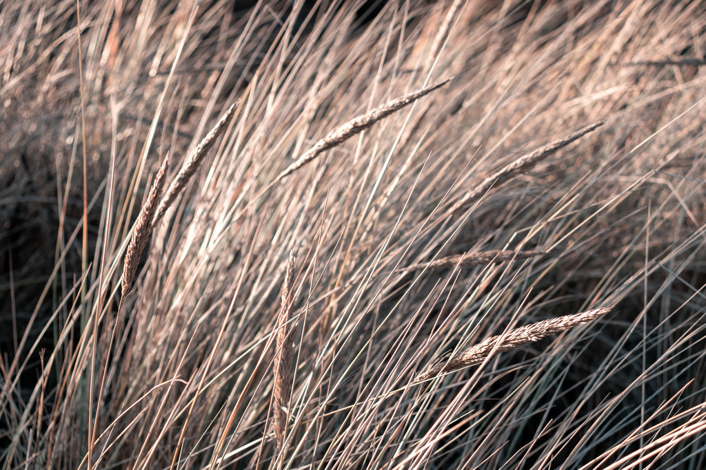 Wandbild: Strandhafer am Sandstrand | Dieses Wandbild im Querformat zeigt Strandhafer in Nahaufnahme. Das Wandbild hat einen sehr geringen Farbumfang und sorgt durch den warmen Beigeton für eine schöne Wohlfühlatmosphäre in Ihrem Wohnzimmer. Holen Sie sich mit diesem dekorativen Wandbild den Strandurlaub für das ganze Jahr nach Hause oder an den Arbeitsplatz. Es ist auf Leinwand, auf Aluminium-Platte, Acrylglas oder als Holzdruck erhältlich. Dabei wird es individuell für Sie in vielen Abmessungen produziert. Daher passen die Ostseekult Wandbilder immer perfekt an Ihre Wände. - Realisiert mit Pictrs.com