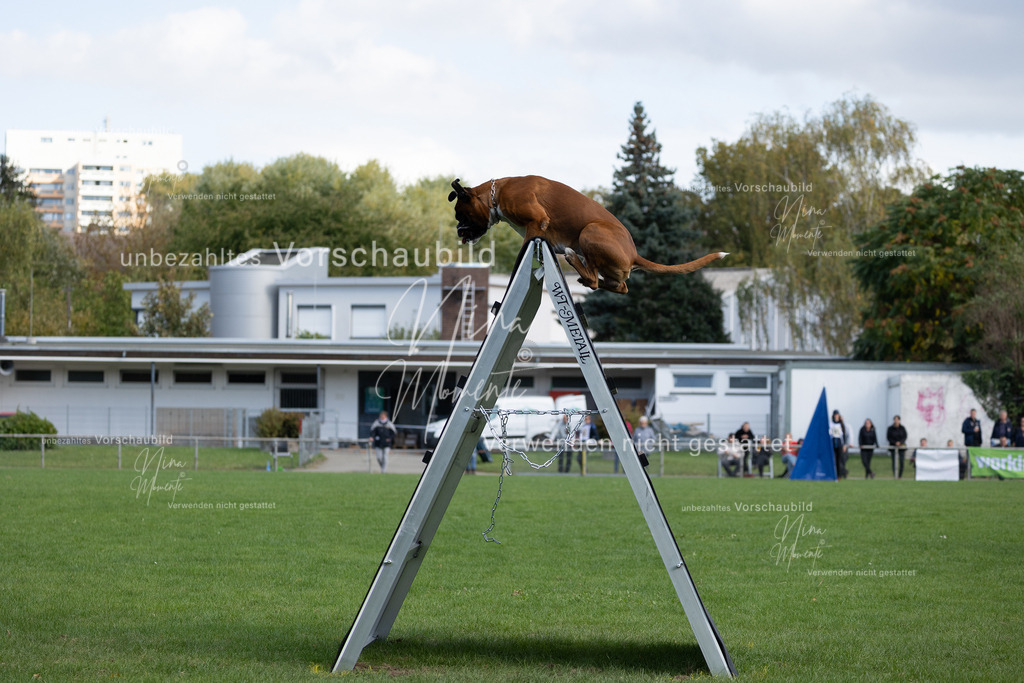 _16A5652 | Einzigartige Fotos von Hunden & Menschen –Actionfotos, Portraits, Vereinsaufnahmen & Paarshootings – authentisch, lebendig & mit Herz.