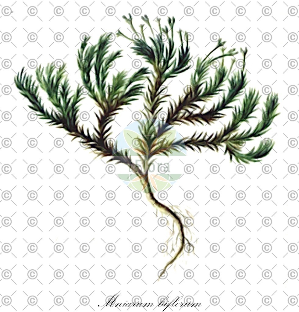 HistAbb_wfo-0001187402_1_ENZY_Simple | Historische Abbildung von Mniarum biflorum - Caryophyllaceae | Historical Illustration of Mniarum biflorum - Caryophyllaceae