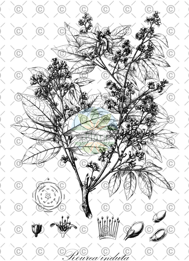 HistAbb_wfo-0000463775_1_ENZY_Simple | Historische Abbildung von Rourea induta - Connaraceae | Historical Illustration of Rourea induta - Connaraceae