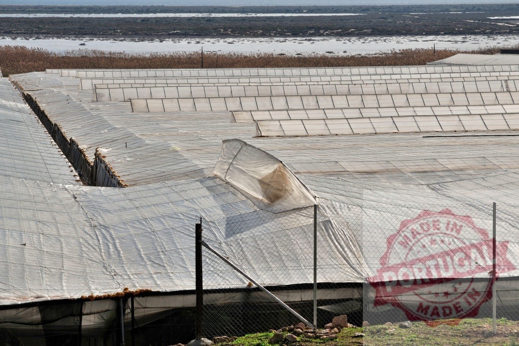 Series of commercial greenhouses covering large agricultural field | Wide view of multiple plastic greenhouses used for crop cultivation by a water body - Realisiert mit Pictrs.com