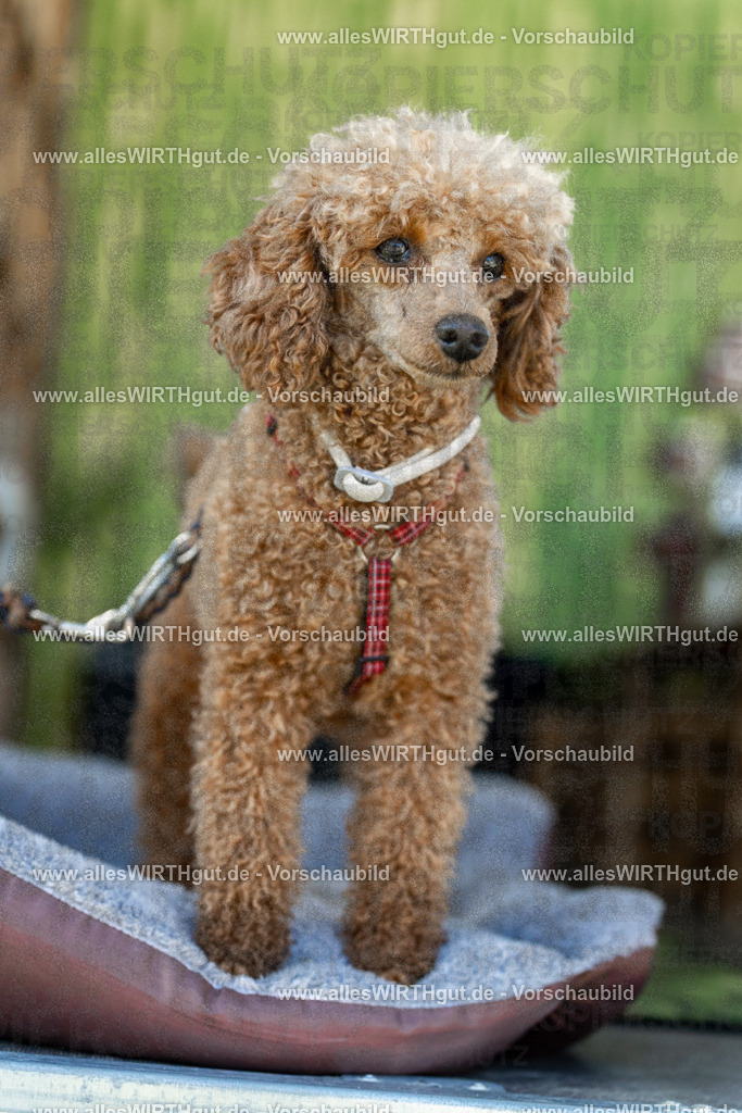 Hundeschwimmen_Volksbad_2026-allesWIRTHgut_Tierfotografie-2609061112-102209-7R509518 | Professionelle Tierfotografie in Mönchengladbach von Daniel Wirth (allesWIRTHgut). Liebevolle & natürliche Bilder von Hunden & Katzen für unvergessliche Erinnerungen.