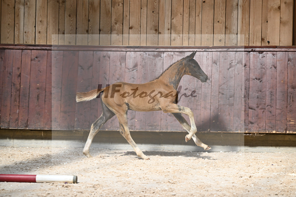 Kat-Nr. 24 SF Bon Esprit x Samico_Haarmann_32240116 | hf-fotografie - Realizzato con Pictrs.com