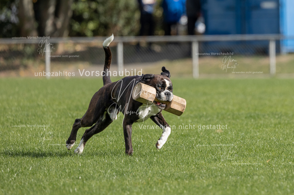 _16A6661 | Einzigartige Fotos von Hunden & Menschen –Actionfotos, Portraits, Vereinsaufnahmen & Paarshootings – authentisch, lebendig & mit Herz.