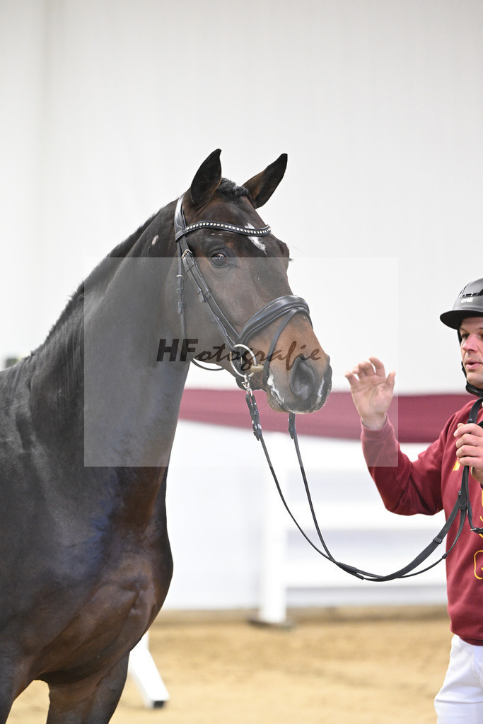 Kat-Nr. 7 Chacoon Blue x Elvis ter Putte_Hansjoerg Harscher_47250094 | hf-fotografie - Realisiert mit Pictrs.com