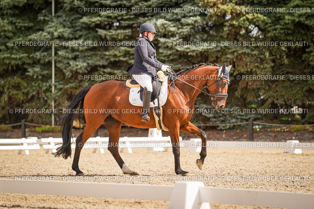 DSC01282 | Pferdegrafie