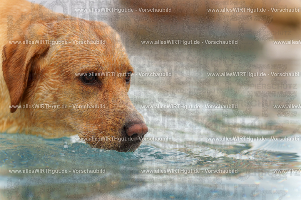 Hundeschwimmen_Grefrath_2026-allesWIRTHgut_Tierfotografie-11_11-7R503202 | Professionelle Tierfotografie in Mönchengladbach von Daniel Wirth (allesWIRTHgut). Liebevolle & natürliche Bilder von Hunden & Katzen für unvergessliche Erinnerungen.
