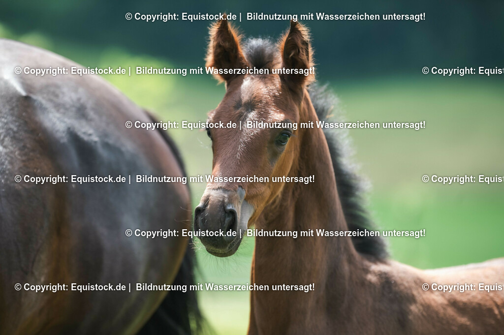 20210623_Fohlen_0453 | Foto: Thomas Hartig