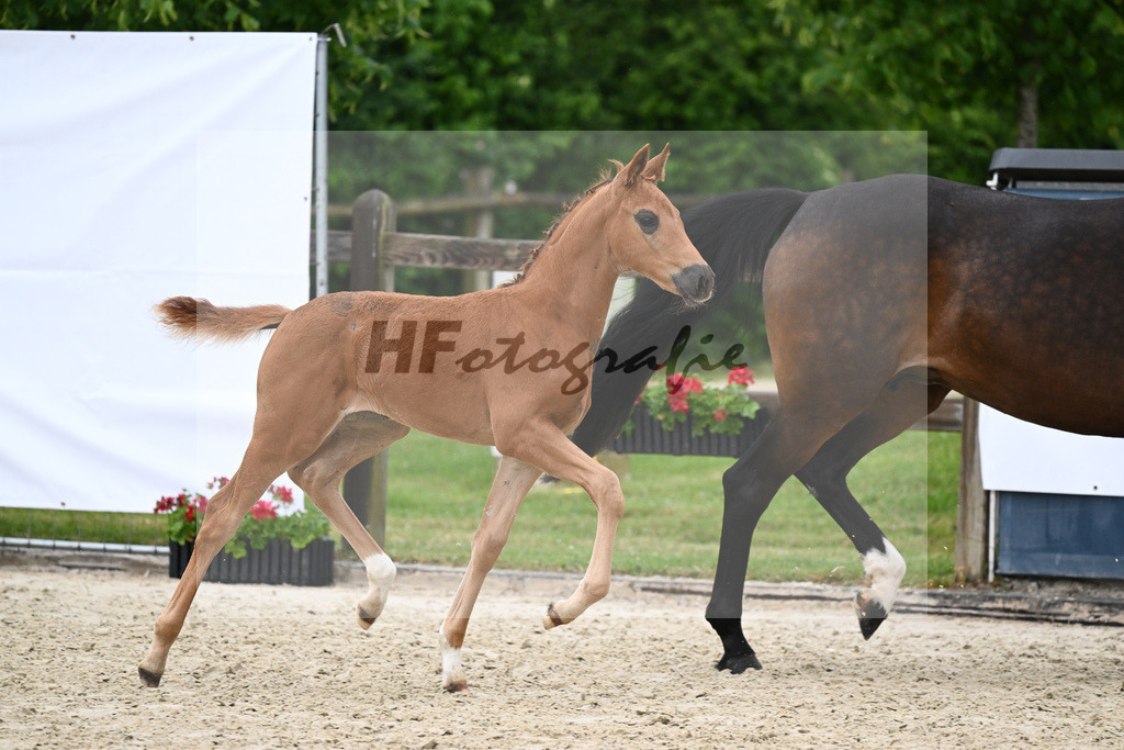 Kat-Nr. 50 SF Fidertanz_Haas_17231590 | hf-fotografie - Realisiert mit Pictrs.com