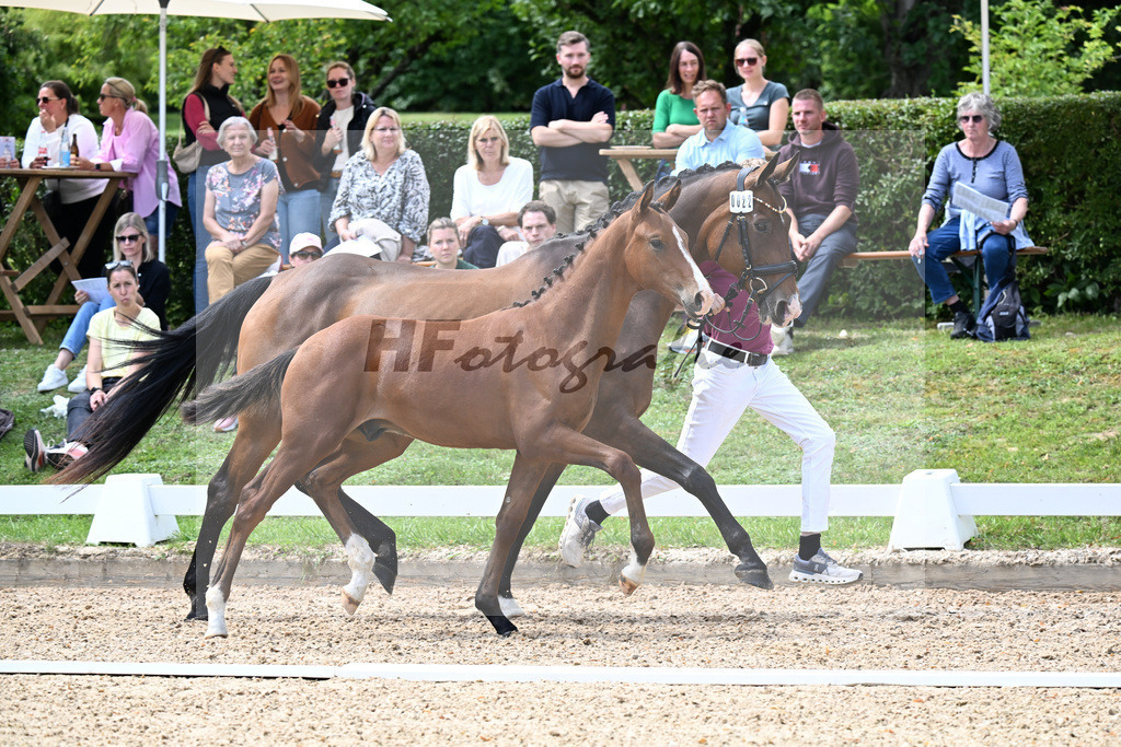 Kat-Nr. 22 Va Bene x Lord Sinclair I_HF_Spurgat_29250744 | hf-fotografie - Realizzato con Pictrs.com