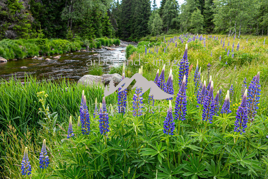 IMG_7100 | Lupinen, oft finden sich diese Pflanzen am Wegesrand