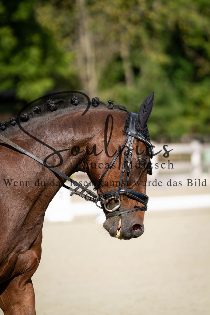 A7V06927 | Turnier/Reitfotograf
