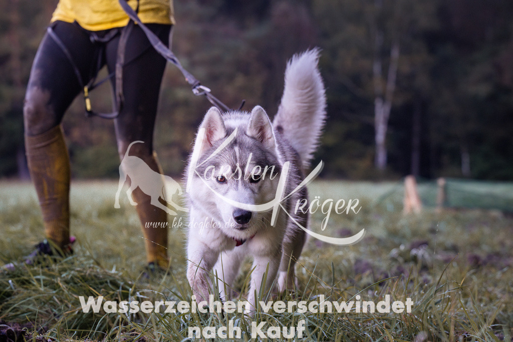 0841_ZZ90684 | kk-dogfotos