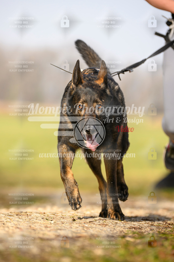 MompixPhotography_6ReiatRennen2026_SA_HappyDog-93 | PayLife