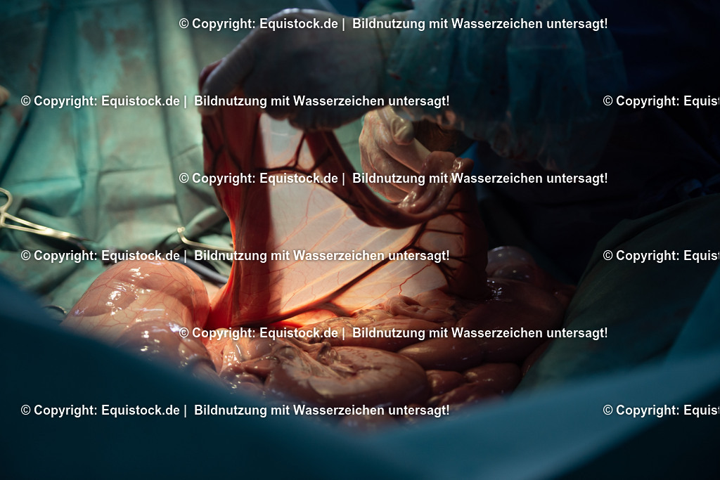 20191022_Kolik_OP_0084 | equistock