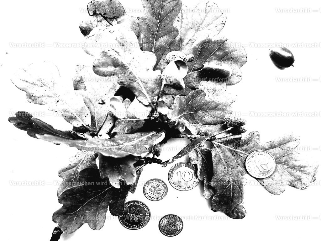 Stilleben Deutsche Eiche | online Fotogalerie mit schwarz-weiß Fotografien und Shop für zeitlose  Poster und Leinwände in stilvollem schwarz weiß  - Realisiert mit Pictrs.com